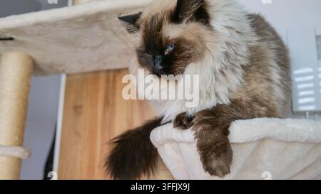 Himalaya-Katze ruht auf einem Katzenbaum, in einer häuslichen Innenumgebung, mit Katzenbaum, Holzpaneel, aus einer nahen leicht erhöhten Blickwinkelperspektive, mit Stockfoto