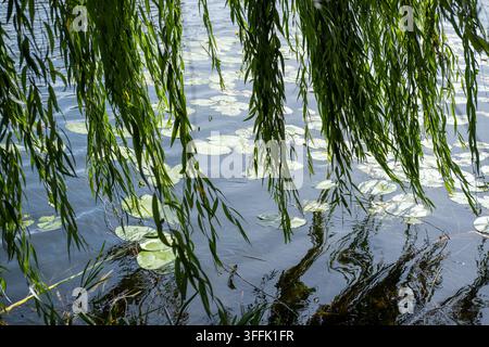 Grüne Trauerweidenzweige hängen über die Oberfläche eines mit Seerosenblättern gefüllten Teiches. Stockfoto