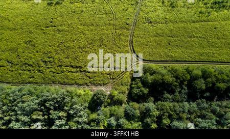 Luftaufnahme von gebogenen Traktorspuren über ein grünes Agrarfeld neben Waldland in Polen Stockfoto