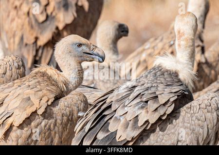 Eine Nahaufnahme-Wildtierfotografie, die mehrere Greifvögel zeigt, die zusammen versammelt sind. Die Vögel im Vordergrund zeigen detaillierte geschichtete Federn, blasse Hälse, Stockfoto