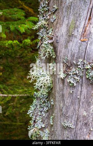 Flechten auf einem alten Baumstamm Stockfoto