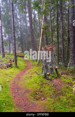 Baumstumpf an einem gewundenen Pfad im Wald Stockfoto