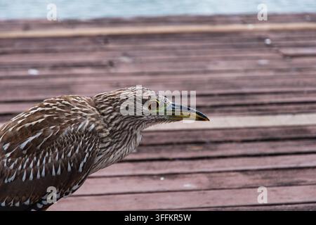 Ein Nahaufnahmeporträt eines jungen gestreiften Reihers mit gestreiftem braunem Gefieder, der auf einer Holzterrasse in der Nähe des Wassers steht. Stockfoto