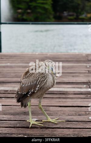 Ein Nahaufnahmeporträt eines jungen gestreiften Reihers mit gestreiftem braunem Gefieder, der auf einer Holzterrasse in der Nähe des Wassers steht. Stockfoto