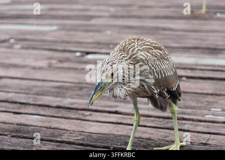 Ein Nahaufnahmeporträt eines jungen gestreiften Reihers mit gestreiftem braunem Gefieder, der auf einer Holzterrasse in der Nähe des Wassers steht. Stockfoto