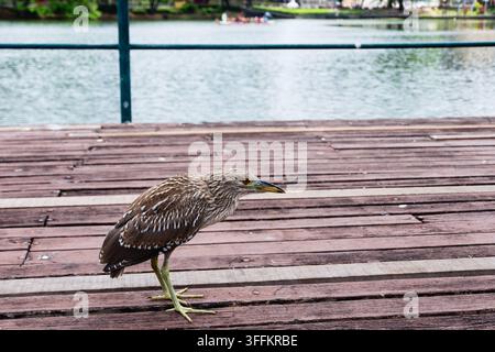 Ein Nahaufnahmeporträt eines jungen gestreiften Reihers mit gestreiftem braunem Gefieder, der auf einer Holzterrasse in der Nähe des Wassers steht. Stockfoto