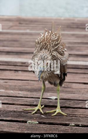 Ein Nahaufnahmeporträt eines jungen gestreiften Reihers mit gestreiftem braunem Gefieder, der auf einer Holzterrasse in der Nähe des Wassers steht. Stockfoto