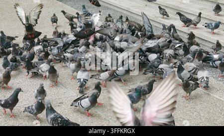 Große Gruppe von Tauben, die sich auf einem gepflasterten städtischen Platz in Paris, Frankreich, versammelt Stockfoto