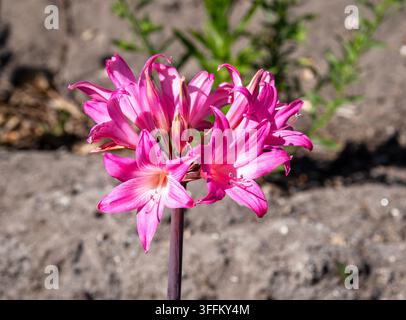 Eine Bowden-Lilie auf einem Feld am Rand von Hugh Town, St Mary's, Scilly-Inseln, UK. Stockfoto
