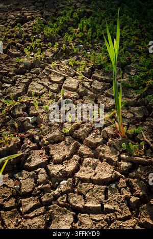 Trockenes Reservoir-Landschaft, das Wassermangel zeigt Stockfoto