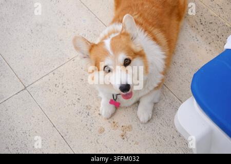 Bezaubernder Pembroke Welsh Corgi, der neben dem Schwimmbecken zur Kamera aufblickt Stockfoto