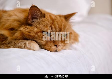 Schlafiger Ingwer-Kater entspannt sich auf dem Bett an einem ruhigen Wochenendmorgen Stockfoto