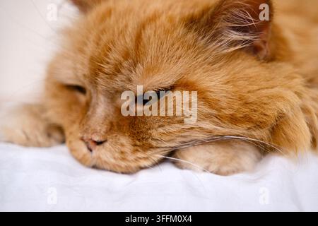 Nahaufnahme-Porträt einer entspannten langhaarigen roten Katze, die drinnen ruht Stockfoto