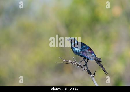 Burchells Starling sitzt auf einem Ast im Okavango-Delta mit Sonnenlicht auf den schillernden Federn Stockfoto