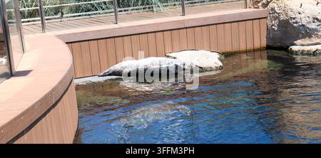 Ein Seehund ruht bequem auf einer Plattform am Rand eines Wasserbeckens, mit moderner Holzvertäfelung und einem Metallgeländer im Hintergrund Stockfoto