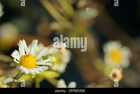 Eine Nahaufnahme einer kleinen Weißblume (Bellis perennis), die mit zarten Eiskristallen bedeckt ist Stockfoto