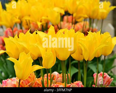 Hellgelbe Tulpen in einem Blumenbeet im Garten mit rosa und orangefarbenen Blüten im Hintergrund Stockfoto