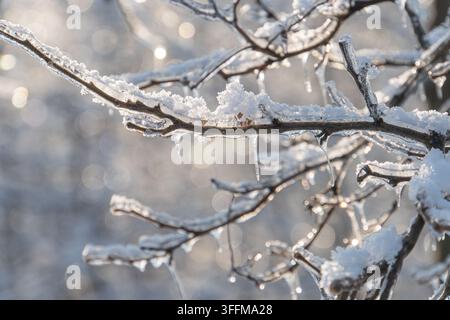 Nahaufnahme von frostigen, stark beladenen schneebedeckten Baumästen vor einem grauen Hintergrund, wobei natürliches Licht Schatten wirft und Texturen hervorhebt Stockfoto