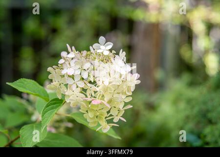 Weiße Hydrangeenblüte mit weicher Bokeh-Hintergrund Stockfoto