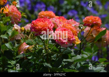 Rosa Rosen im Vordergrund mit lila Blumen im Hintergrund im Morgenlicht in einem botanischen Garten Stockfoto