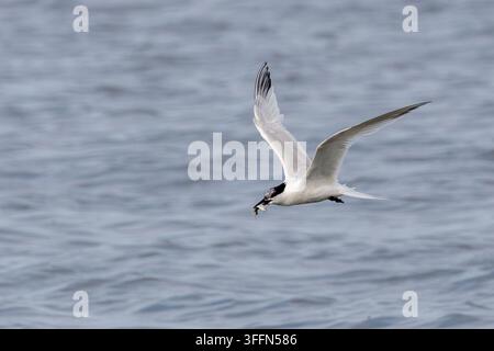 Eine Sandwichmöwe im Flug knapp über dem Wasser im Malahide-Estuar in Dublin, Irland, trägt einen kleinen Fisch im schwarzgelb geschnäbelten Schnabel. Stockfoto