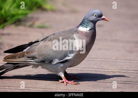 Ringeltaube Columba palumbus Stockfoto