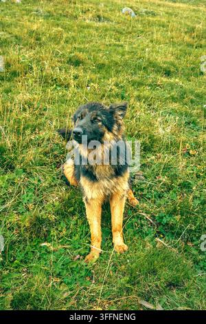 Deutscher Schäferhund steht wachsam im hohen grünen Gras. Der Blick des Hundes ist ruhig und konzentriert, die Ohren aufgestellt. Er zeigt Loyalität und ruhige Stärke in der Natur Stockfoto