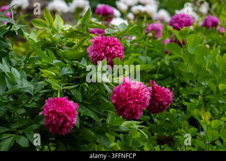 Paeonia ‘Peachy Rose’, eine krautige Hybride mit einer doppelten Blüte in tiefem Rosa, Magenta und Himbeerton, dicht geschichtete, gerüschte Blütenblätter Stockfoto