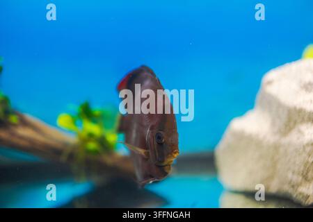 Nahaufnahme eines Roten Melonen-Diskusfisches, der in der Nähe von Stein und Wasserpflanzen in einem Süßwasseraquarium schwimmt. Schweden. Stockfoto
