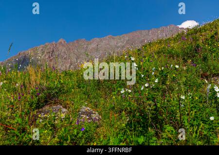Eine lebendige alpine Wiese, gefüllt mit vielfältigen Wildblumen und üppigem Grün, erstreckt sich zu einem schroffen Gebirgszug unter einem klaren blauen Himmel. Strahlendes Sonnenlicht erhellt die farbenfrohe Flora und die strukturierten Felsformationen und schafft eine malerische Hochlandlandschaft. Stockfoto