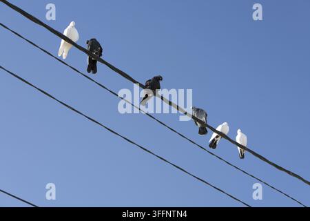Tauben, darunter weiße, schwarze und graue Individuen, sitzen in einer Reihe auf parallelen Stromleitungen und heben sich gegen einen klaren blauen Himmel ab, illustrier Stockfoto