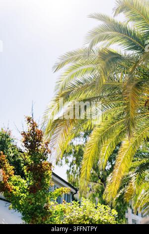 Sonnenbeschienene Palmwedel über einem Wohngarten Stockfoto