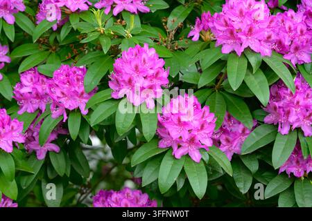 Blüten rosa rhododendron Stockfoto