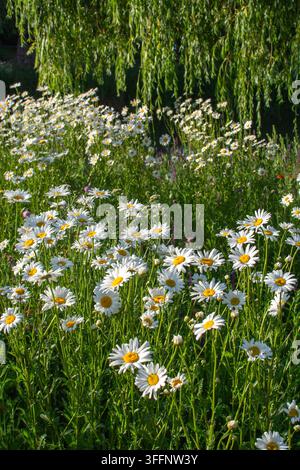 Oxaugen-Gänseblümchen (Leucanthemum vulgare) im Mai in Blüte, Oxaugen-Gänseblümchen, Oxaugen-Gänseblümchen, Hundegänseblümchen, Marguerite, rhizomatöse Staude Stockfoto