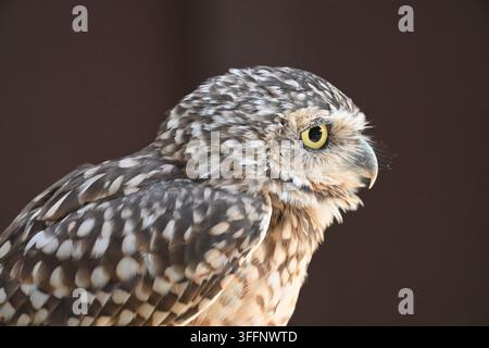 Nahaufnahme des Profils einer Höhlen-Eule (Athene cunicularia) Stockfoto