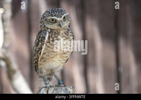 Bau- und Feldlerche (Athene cunicularia) sitzt auf einem Baumstumpf Stockfoto