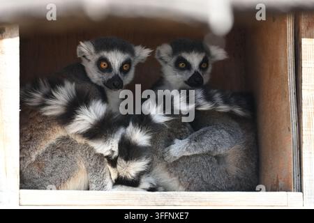 Ein Paar Ringelschwanzlemuren, die in einer Kiste sitzen Stockfoto