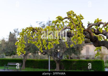 Eine ruhige Parkszene mit kunstvoll geformten Bäumen, üppigen grünen Rasenflächen und sauber geschnittenen Hecken, perfekt für die Entspannung im Freien. Sameba Stockfoto