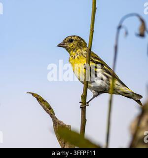 Europäischer Zeisig Spinus spinus sitzt auf einem grünen Ast vor blauem Himmel Stockfoto