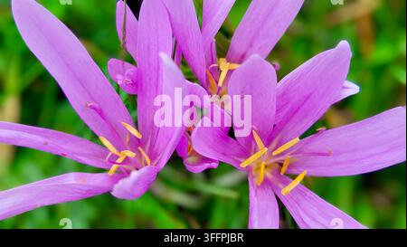Nahaufnahme zarter rosa Herbstkrokusblüten auf einer grünen Alpenwiese, Schweizer Natur Stockfoto