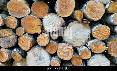 Seitenansicht von gestapelten Holzblöcken in natürlichen Brauntönen, Schweizer Natur Stockfoto