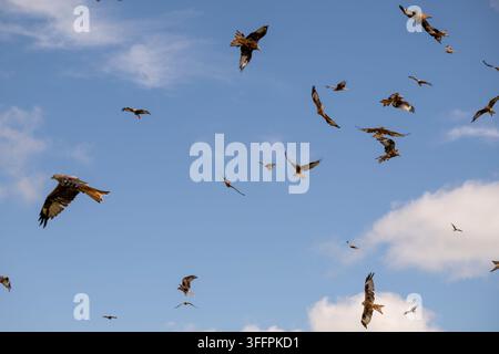 Zahlreiche rote Milane werden im Flug vor dem Hintergrund eines klaren blauen Himmels, der mit flauschigen weißen Wolken übersät ist, eingefangen Stockfoto
