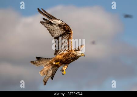 Ein prächtiger Roter Milan, ein Raubvogel, wird im Flug mitten in der Bewegung eingefangen, seine Flügel vollständig ausgebreitet vor einem Hintergrund aus dynamischen Wolken und blauem Himmel Stockfoto