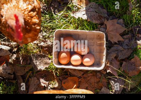 Frische braune Hühnereier ruhen in einem recycelten Karton auf sonnenbeschienen Gras und gefallenen Herbstblättern, während eine Henne in einer rustikalen Bio-Landschaft in der Nähe steht Stockfoto