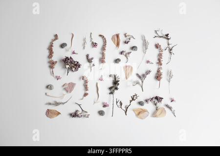 Zarte gepresste Blumen, Blütenblätter, Stängel und Samenköpfe, die auf einer sauberen weißen Oberfläche arrangiert sind, schaffen eine elegante getrocknete Blumenkomposition mit weichem Natur Stockfoto