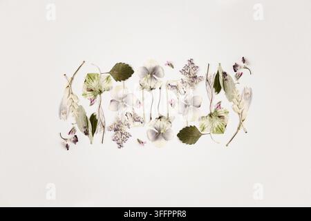 Zarte gepresste Blumen, Blätter und Wildblumenstiele, die in einem horizontalen botanischen Flat Lay auf einem hellen Hintergrund arrangiert sind, und ein weiches modernes Blumenarrangement schaffen Stockfoto
