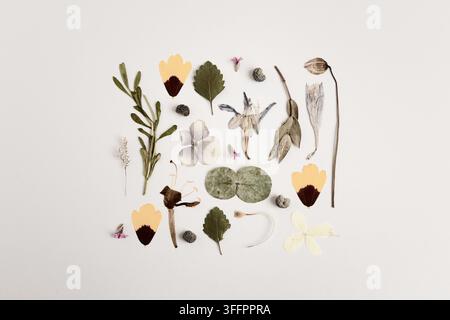 Zarte gepresste Blumen, Blätter, Samenkapseln und Stängel, die in einem raffinierten botanischen Flat Lay auf einem warmen weißen Hintergrund arrangiert sind, und die eine elegante Moderne schaffen Stockfoto