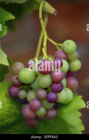 Reifende Traubendolde an der Rebe. Stockfoto