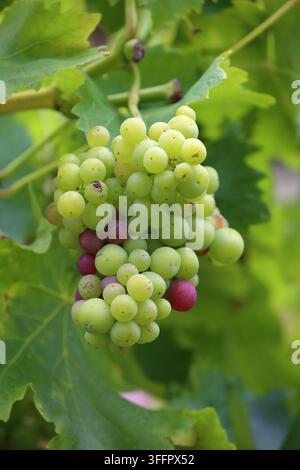 Bündel von Trauben, die an der Rebe reifen. Stockfoto
