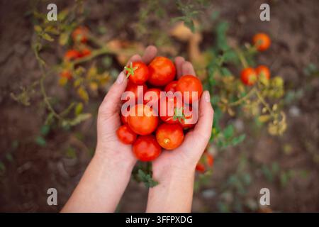 Oberansicht von Bauernhänden, die eine Handvoll frischer reifer roter Tomaten im Garten halten Stockfoto